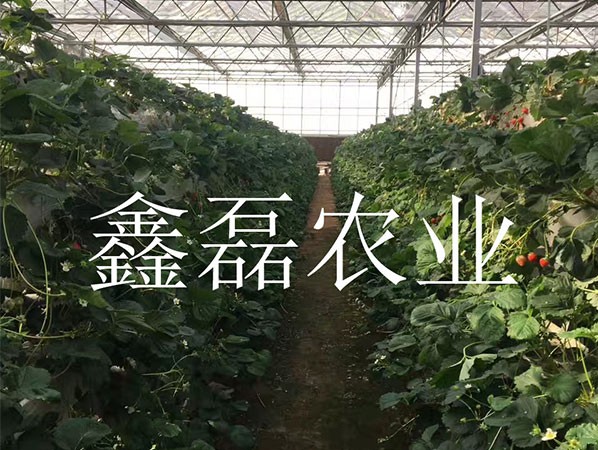 花卉、育苗基地