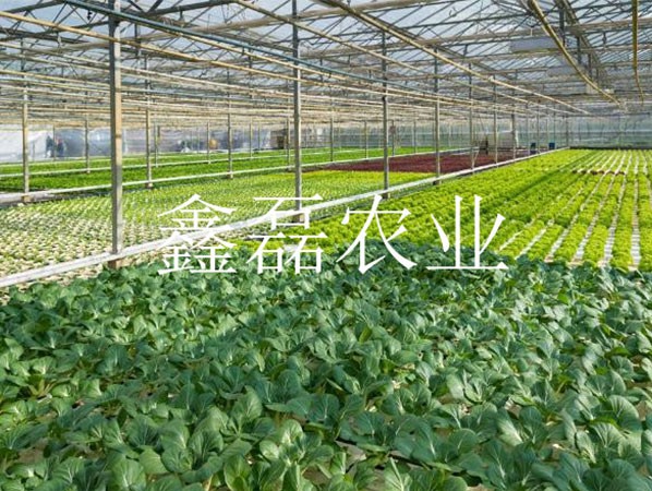 花卉、育苗基地